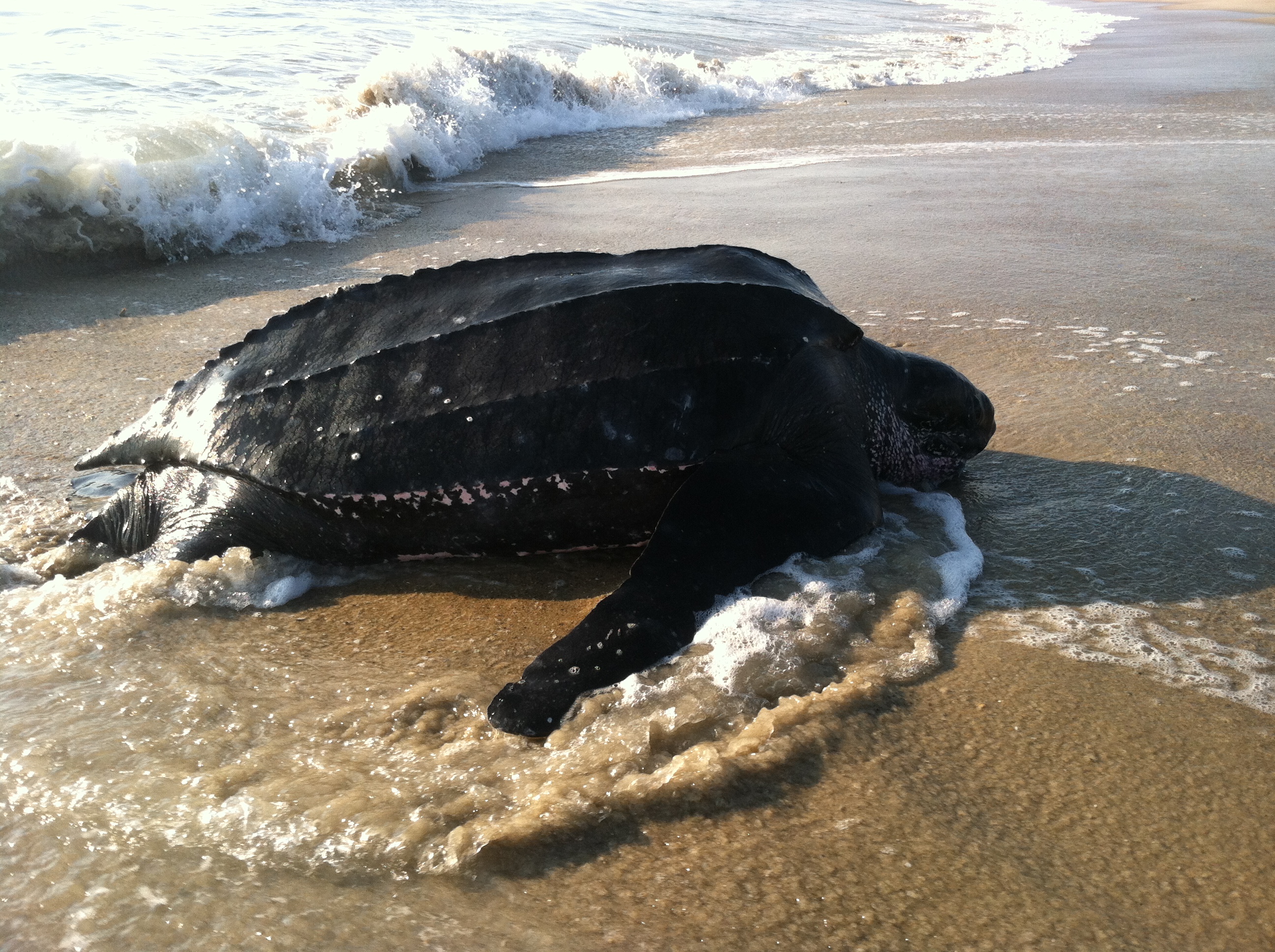 Leatherback Sea Turtle Exploration