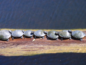 Turtles sunning at the Aquarium