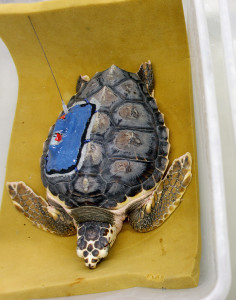 A loggerhead hatchling with a satellite tag ready to be released.
