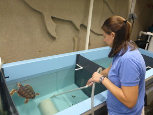 Carol cleaning up after a sea turtle