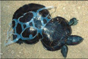 This turtle was caught in a six pack ring as a small turtle. Its shell grew around the plastic.