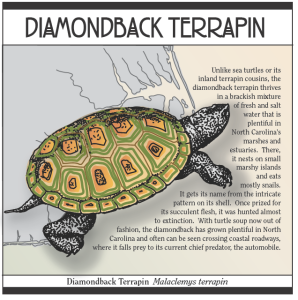 Diamondback terrapins can be found at the Aquarium.