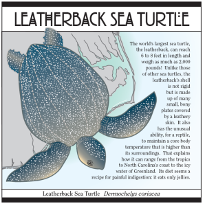 Leatherback turtles are the largest sea turtle in the world.