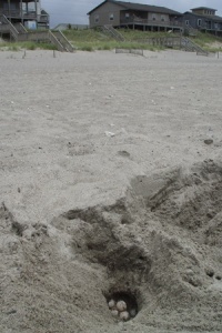A sea turtle nest being studied on Bogue Banks