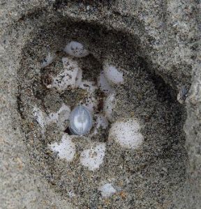 A thermometer measures the temperature of the sea turtle eggs in the nest