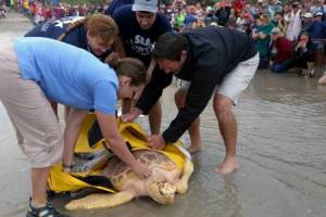 Aquarium staff help release Buxton, a Loggerhead sea turtle