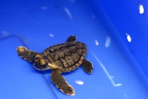 One of our two loggerhead hatchlings