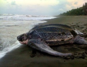 A nesting leatherback returns to the sea 