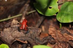 A strawberry poison dart frog