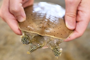 The spiny softshell turtle has a long nose and a soft shell