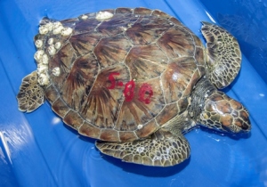 Cold-stunned turtles are numbered to help staff identify which one is which in order to track their progress