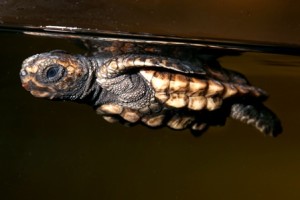 A loggerhead hatchling floats with its flippers behind its shell in our sea turtle exhibit