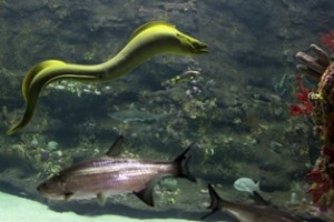 A green moray eel swims in the Cape Fear Shoals exhibit where Shelldon also lives