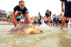 Sarah is a local biologist that works with both sea turtles and diamondback terrapins. Here she helps release a rehabilitated sea turtle.