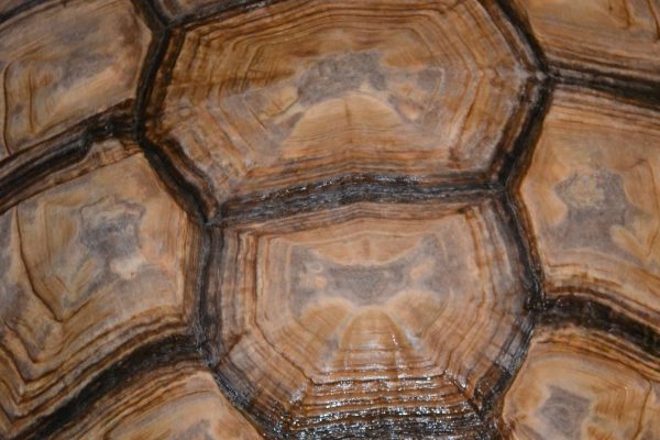 Turtles' shell plates are called scutes.