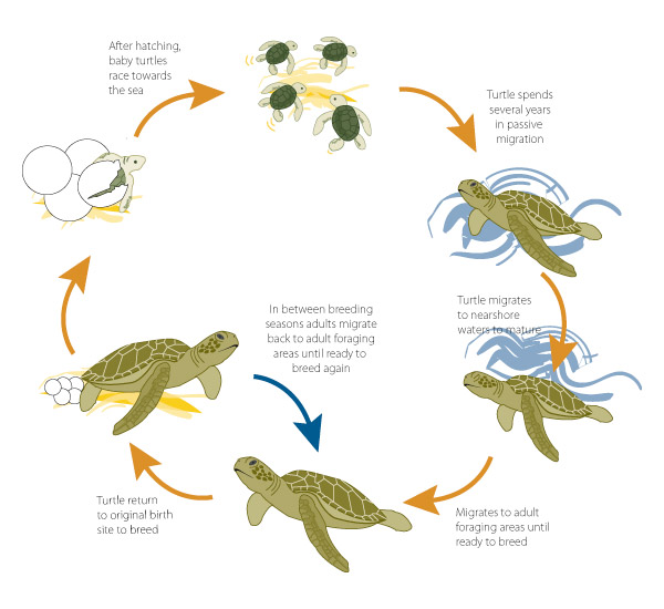Sea Turtle Life Cycle (courtesy kingfisherbayresort.blogspot.com). Click to enlarge.