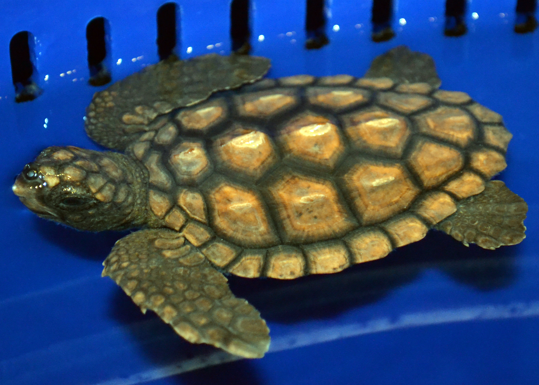 Octonauts Loggerhead Sea Turtle