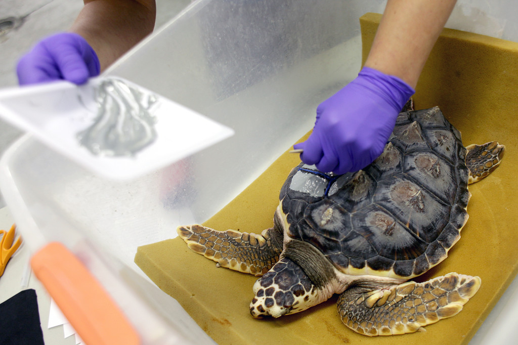 Young Loggerheads Continue Their Journey – Sea Turtle Exploration