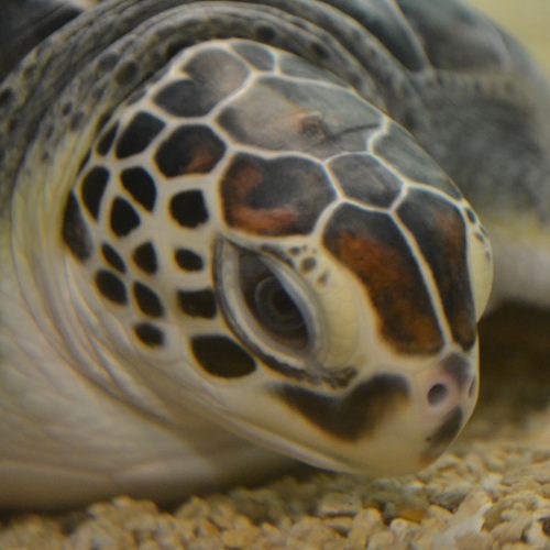 Sea Turtle Species
