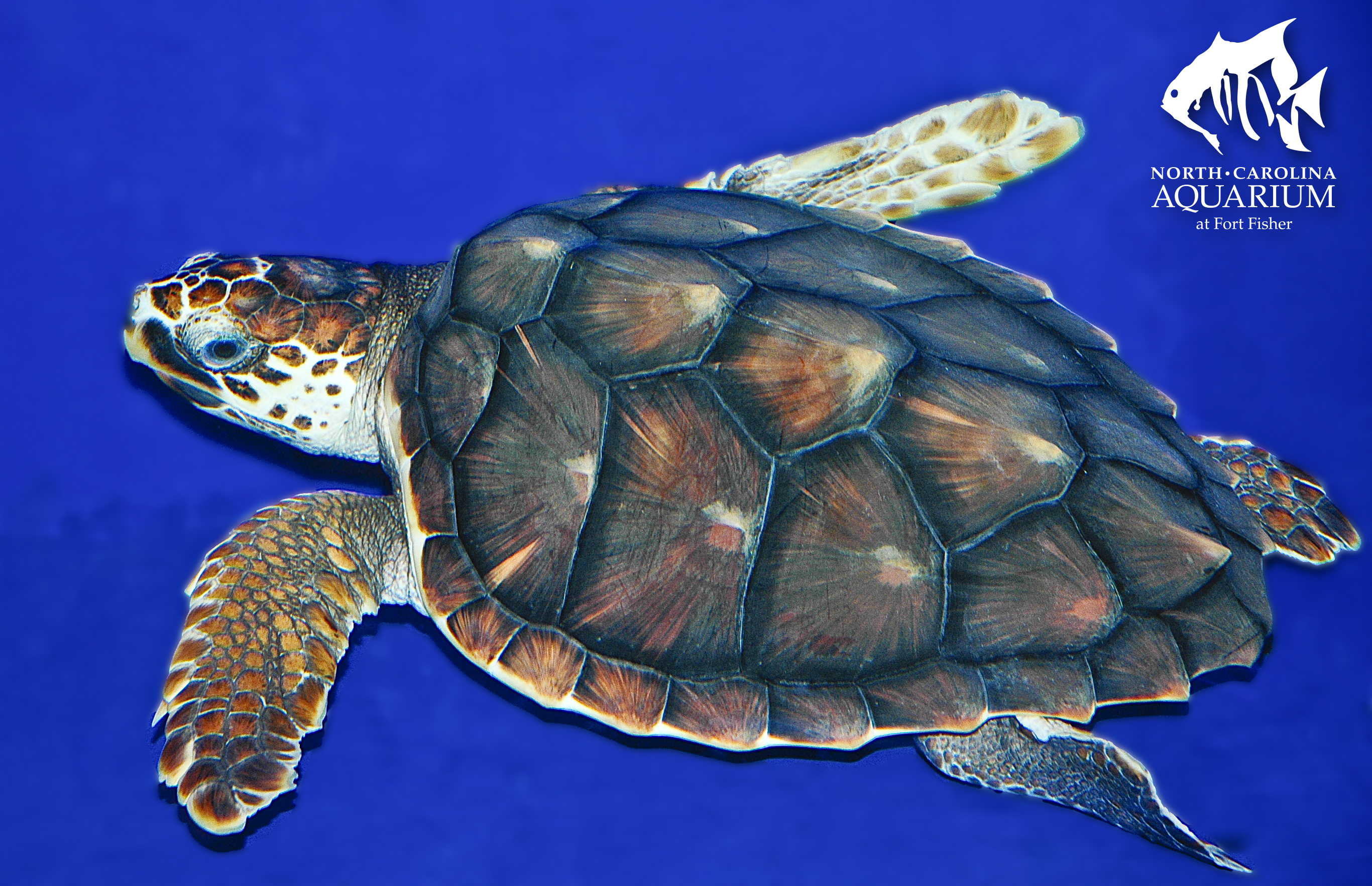 hard shell seaturtle