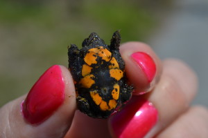 Baby mud turtle