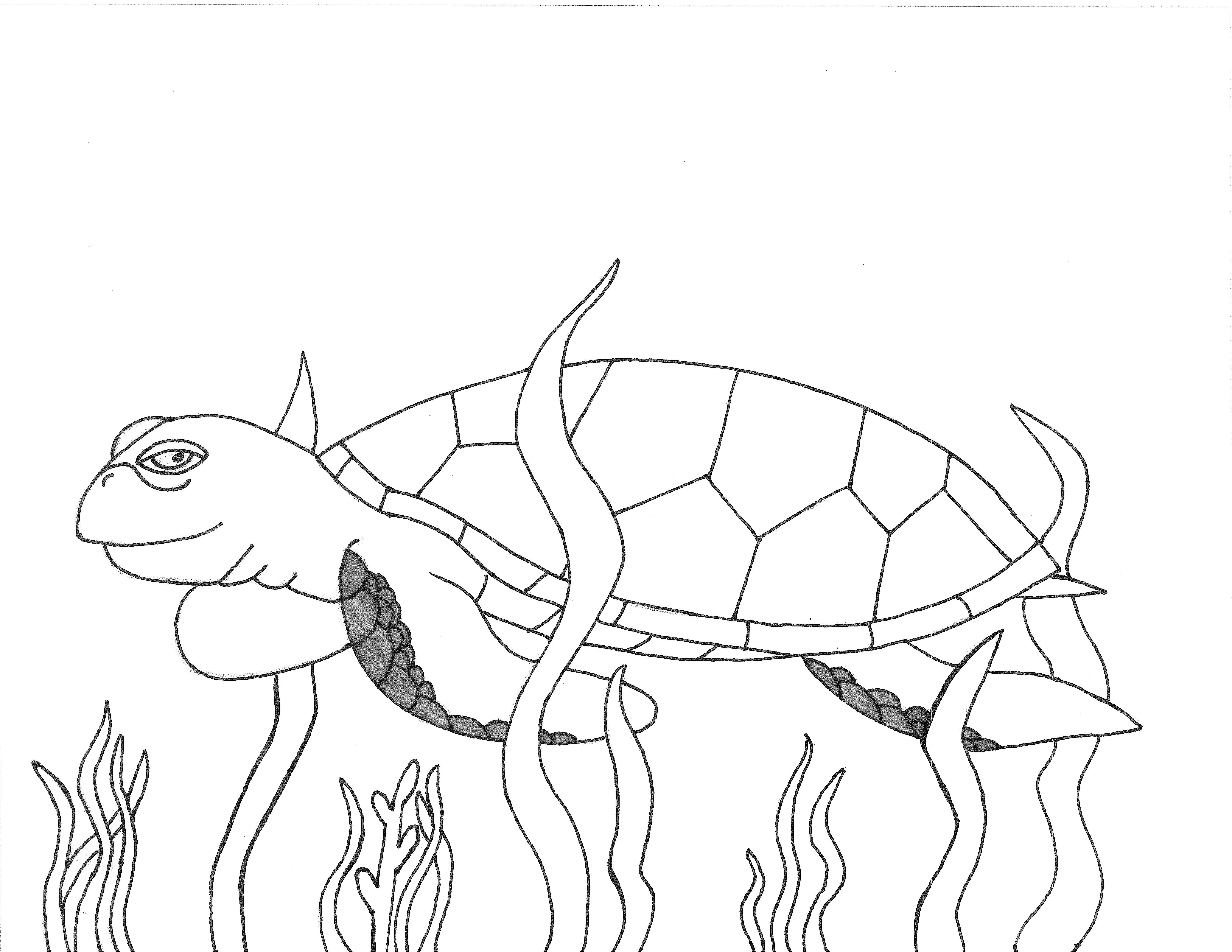 How To Draw Green Sea Turtles