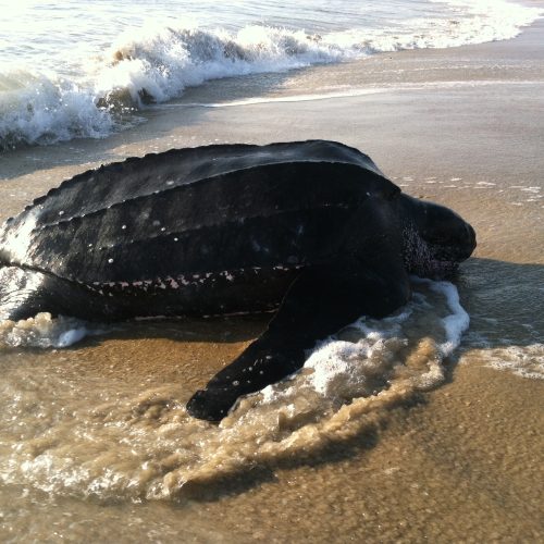 Leatherback female coming onto shore to nest