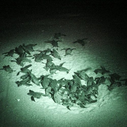 Leatherback hatchlings at night