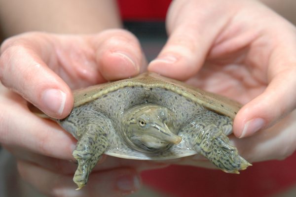 Softshell Spiny Turtle