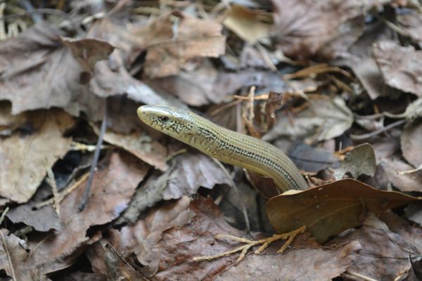 Although most lizards have legs, glass lizards, like this Eastern Glass Lizard, do not.