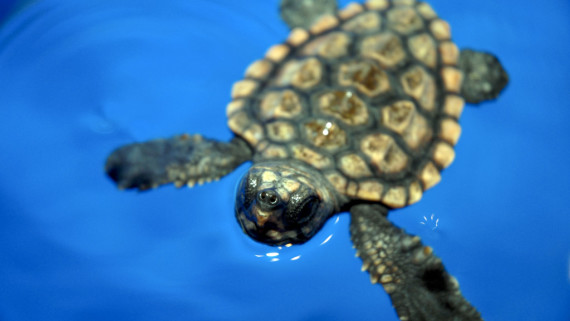 inside-of-a-sea-turtle-s-mouth-sea-turtle-exploration