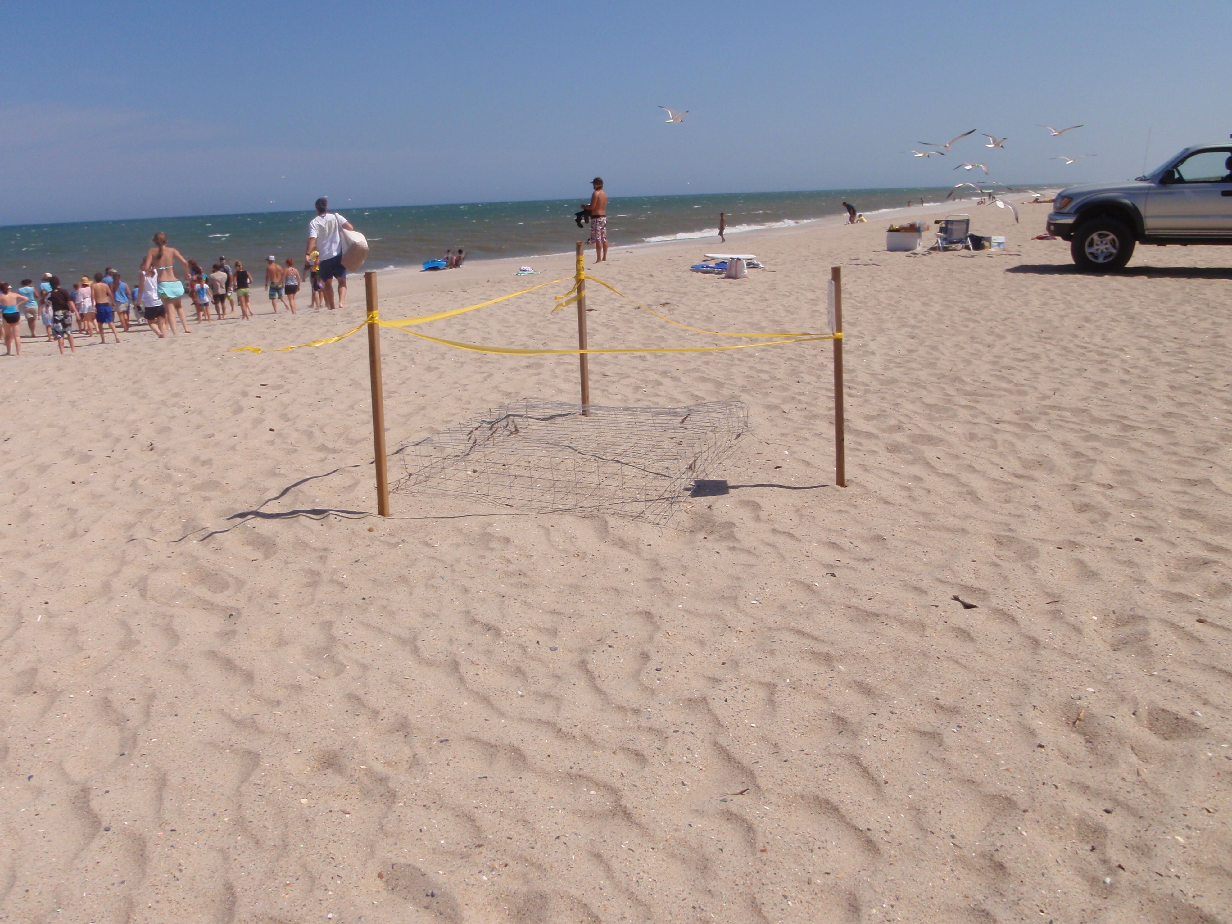 A protected sea turtle nest