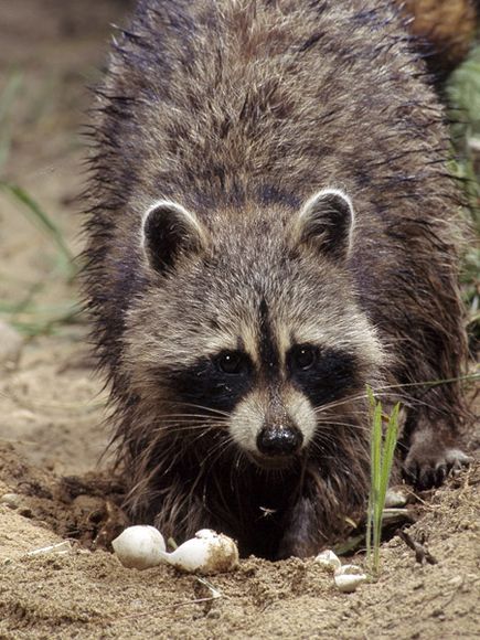 Raccoon eating a sea turtle nest (conserveturtles.org). Click to enlarge.