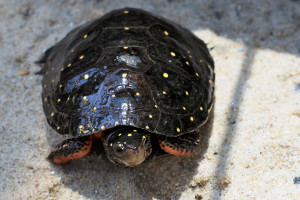 Spotted Turtle
