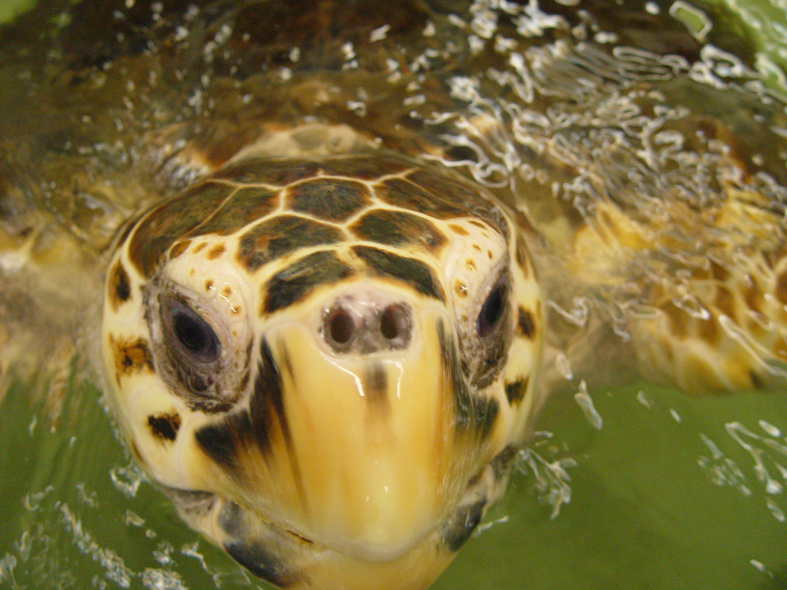 Sea Turtle Anatomy And Adaptations