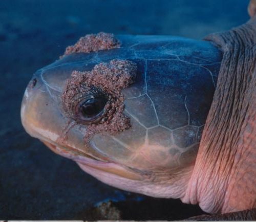 Glands near their eyes help sea turtles get rid of extra salt.