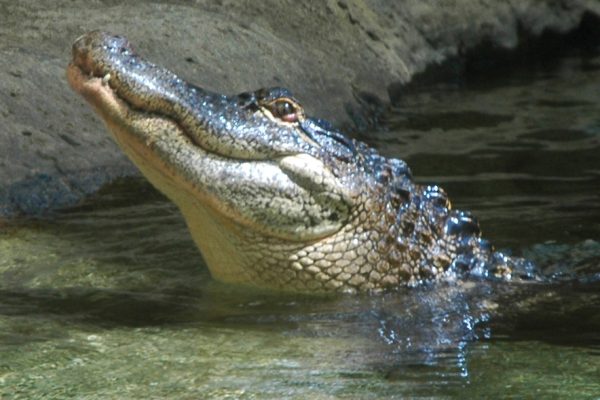 American Alligator at the North Carolina Aquarium at Fort Fisher