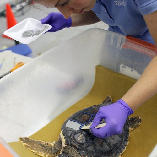 Applying a tag to a loggerhead turtle at the North Carolina Aquarium at Fort Fisher.