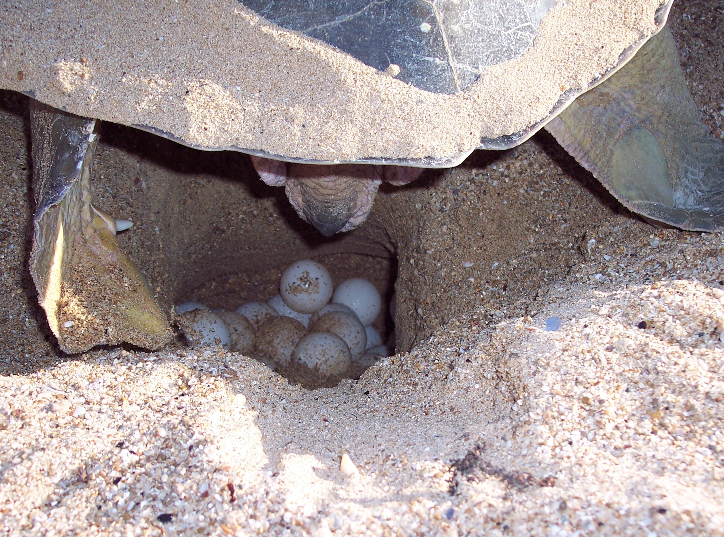 Flatback sea turtle laying eggs (courtesy Pendoley Environmental)