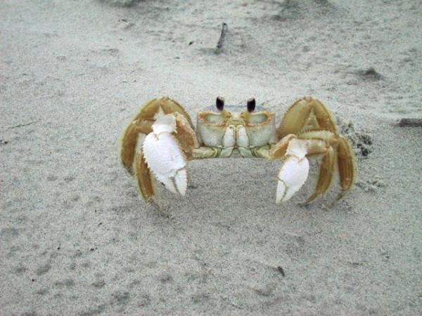 Ghost crab (photo by Michael Frick)
