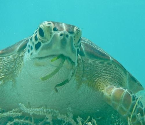 Green sea turtles only eat vegetables (photo by Scott Eanes).