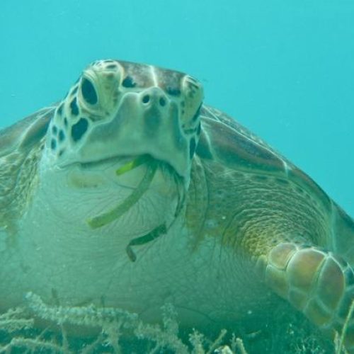 Green Sea Turtle Eating Habits 