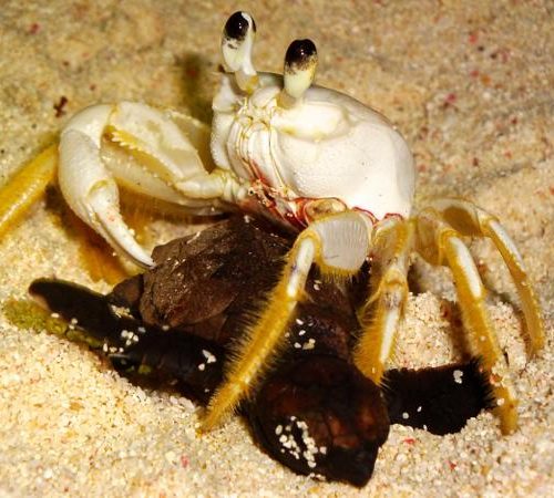 Ghost crab eating hawksbill hatchling