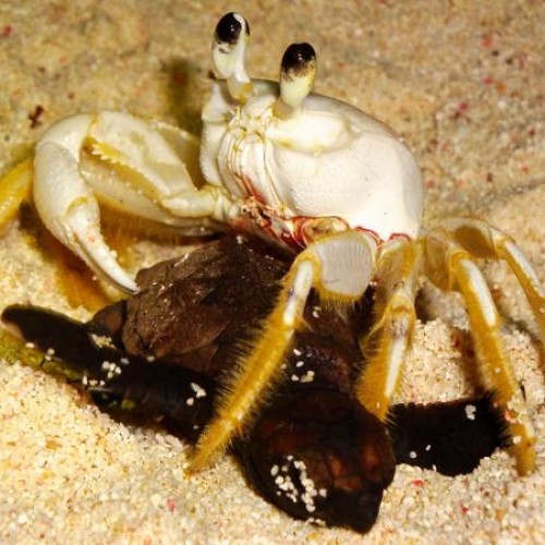Ghost crab eating hawksbill hatchling