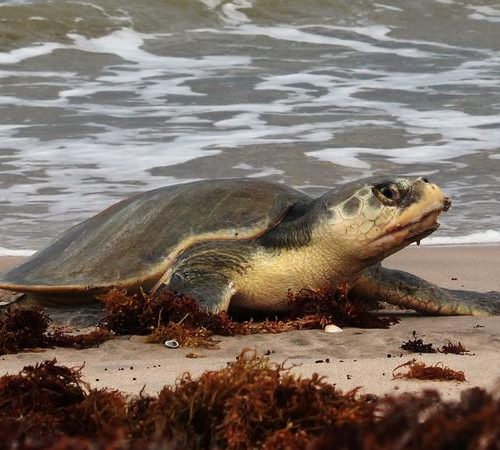 Kemp's ridley female coming up onto the beach
