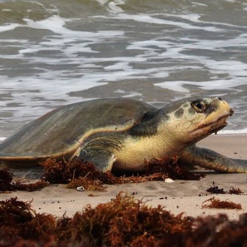 Sea turtles nest on land. Since they breathe air, they have no trouble breathing on land. Moving is more difficult.