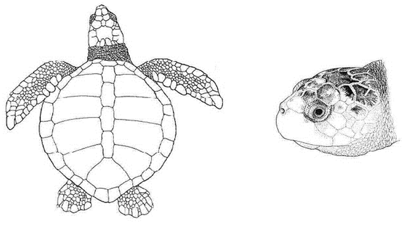 courtesy IUCN/SSC Marine Turtle Specialist Group