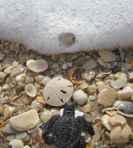 Kemp's ridley hatchling heading to the ocean