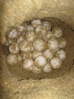 Leatherback eggs (photo by Julie 