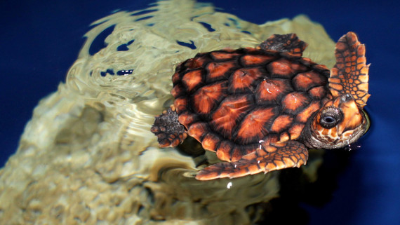 Calypso the Three-Flippered Sea Turtle | Sea Turtle Exploration